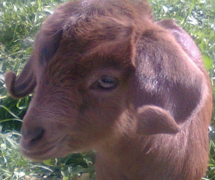 13406907_10154181633788911_5872468888612334501_n