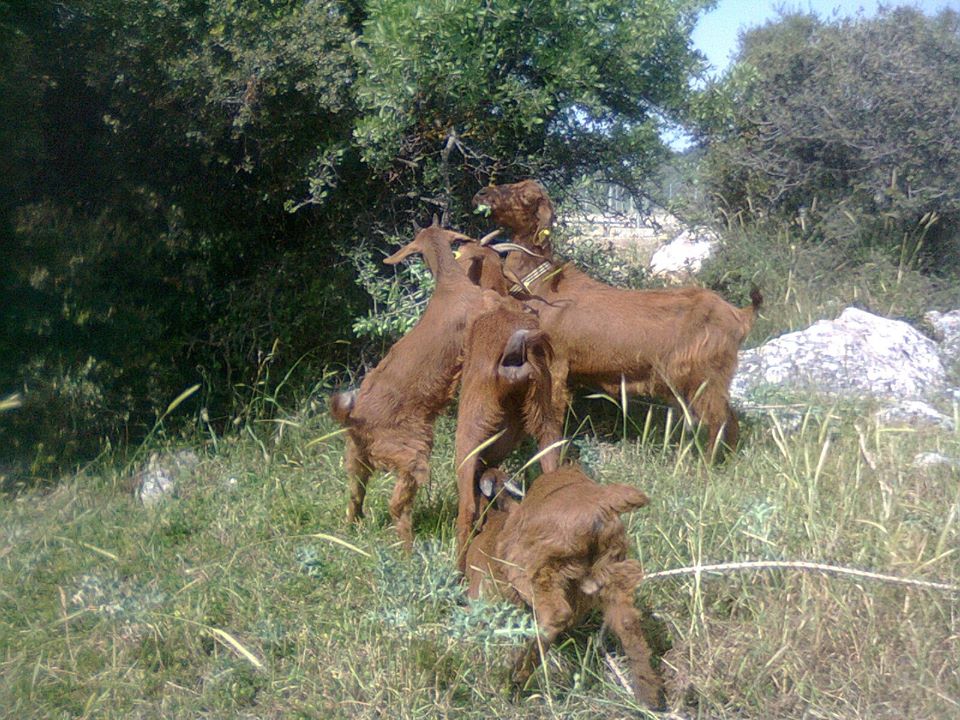 13419000_10154181630568911_2853364240770426534_n