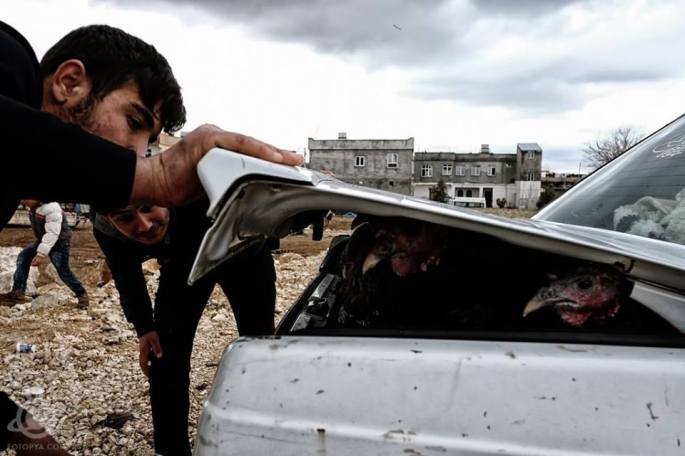 yetiskin-kategorisi-sergileme-sahin-avci