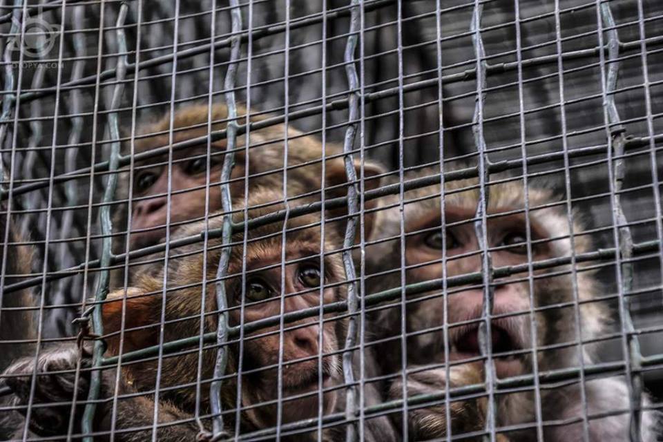 yetiskin-kategorisi-sergileme-hakan-coplu