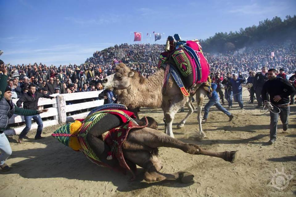 yetiskin-kategorisi-sergileme-mehmet-koru