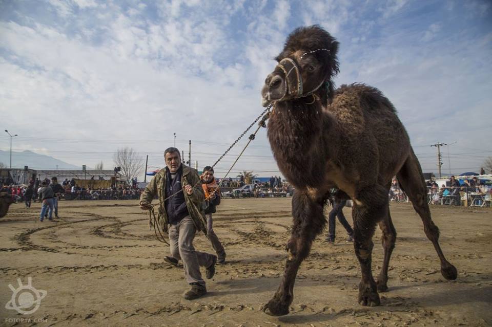 yetiskin-kategorisi-sergileme-orhan-kose