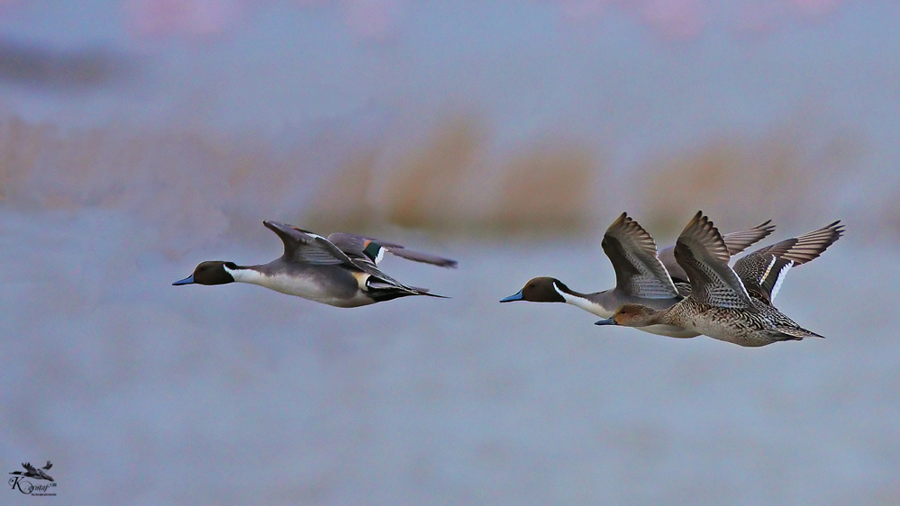 6674529807_aa566893c0_b