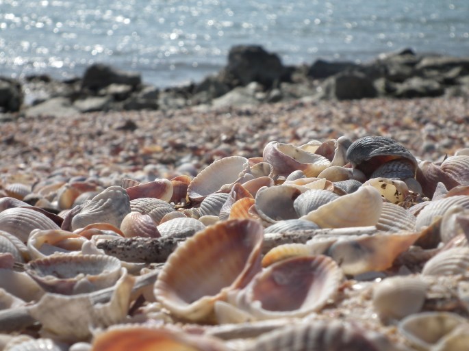 7985016761_403fc3e52d_o