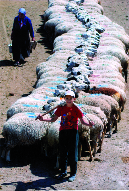 celal-gezici-yapisik-koyunlar-karapinar-konya-mansiyon