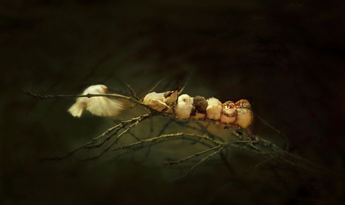 afshin-azarian-iran-sergileme-leam-from-animals