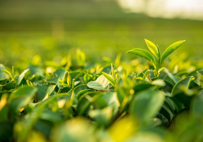 agriculture-india-agritech-startups