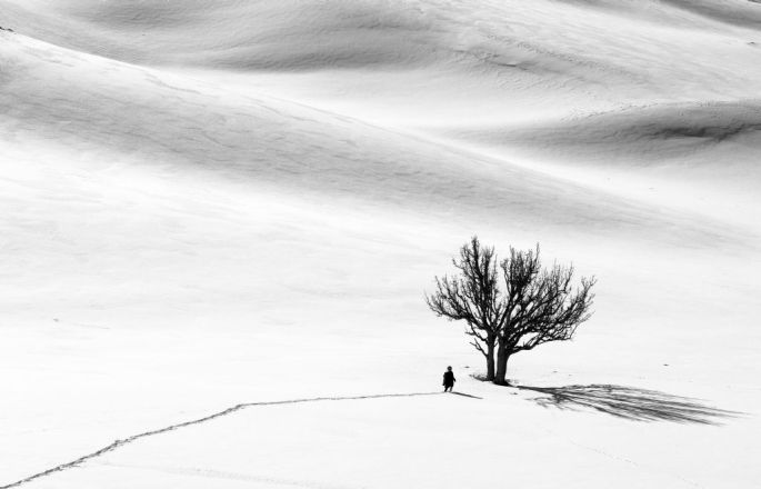 Hasan Hüseyin Birlik, Ağaç