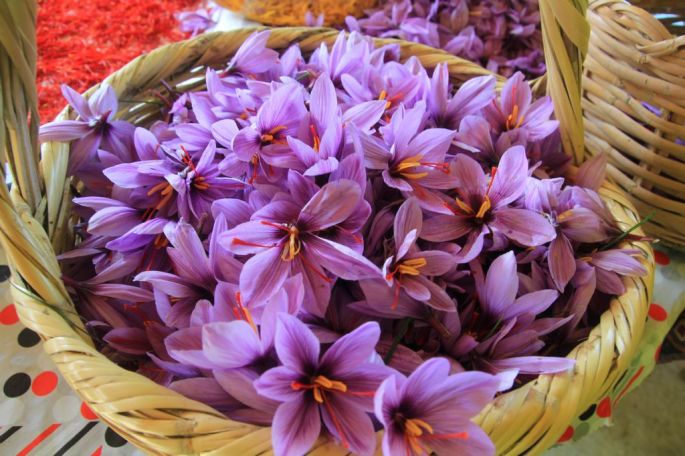 53615-305-tfsf-1OFIs