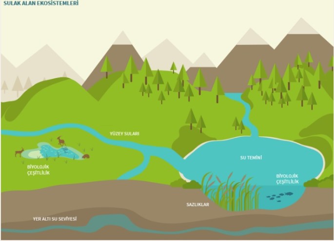 Sulak Alan Ekosistemleri