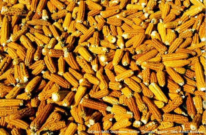 GT5FY-R-MAN.-BOLLUK-GULTEN-SARI-1024x673