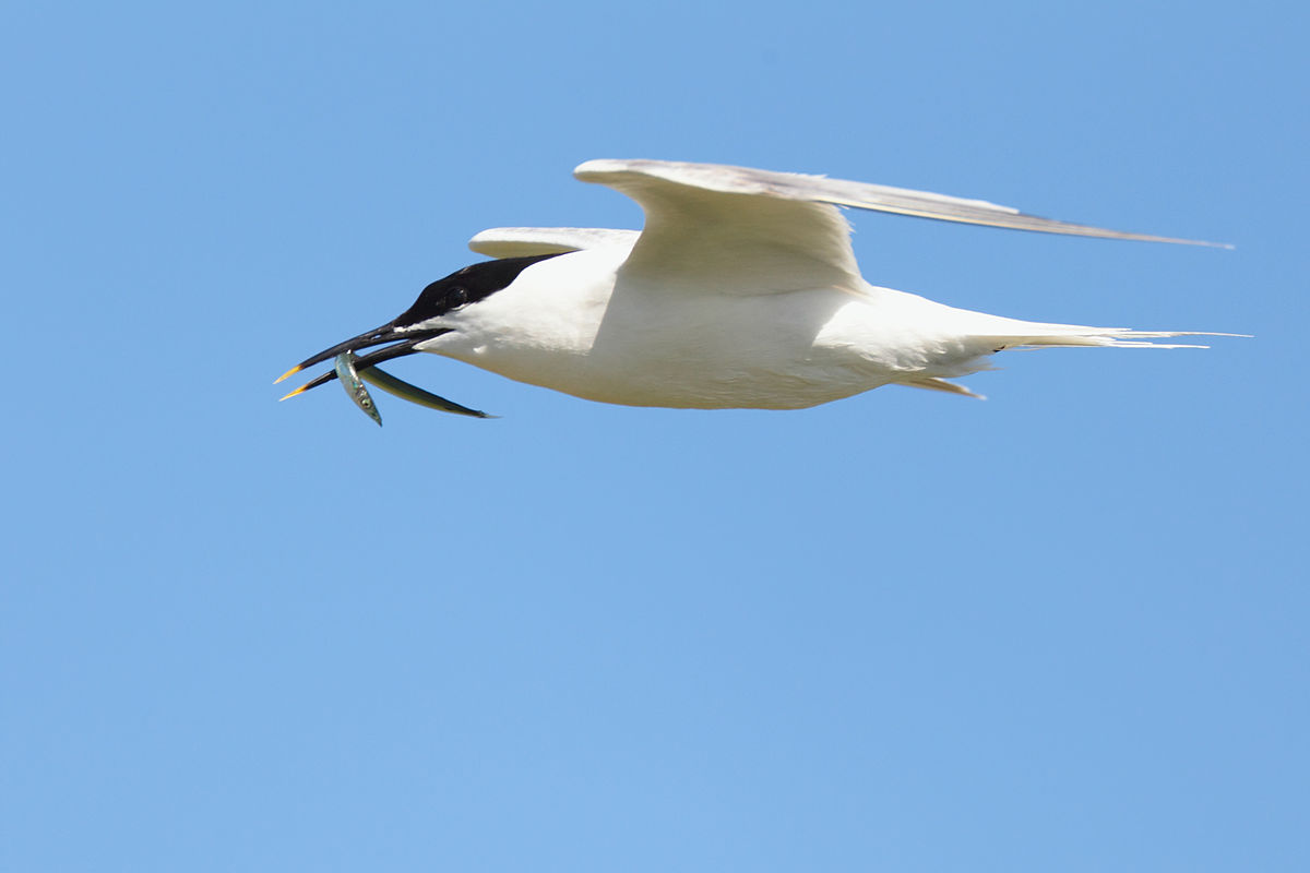 1200px-Sandwich_TernSterna_sandvicensis