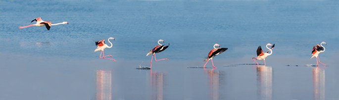 36275443536_61f40b433d_o