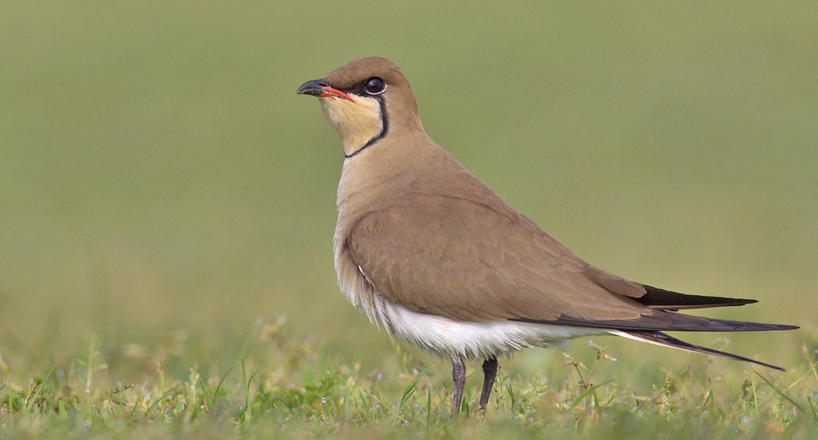 Bataklıkkırlangıcı (Glareola pratincola)