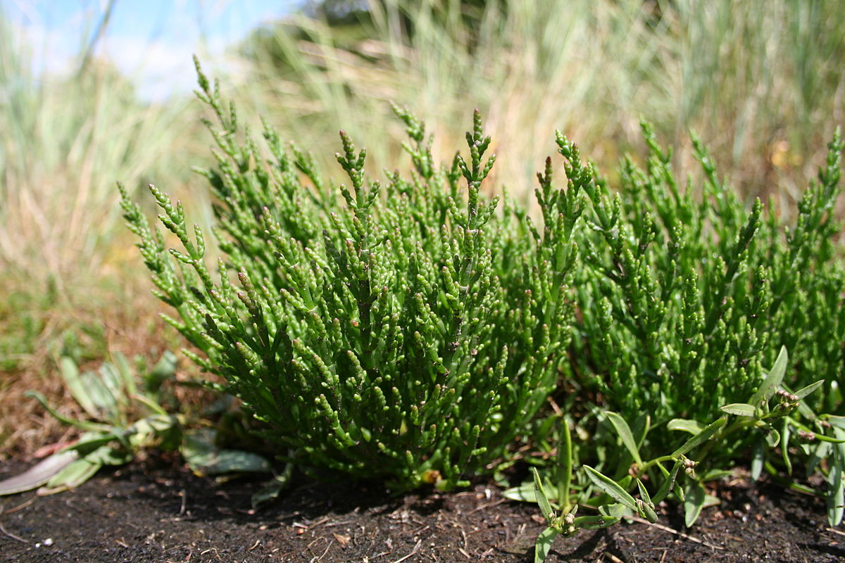 Deniz Börülcesi (Salicornia europaea)