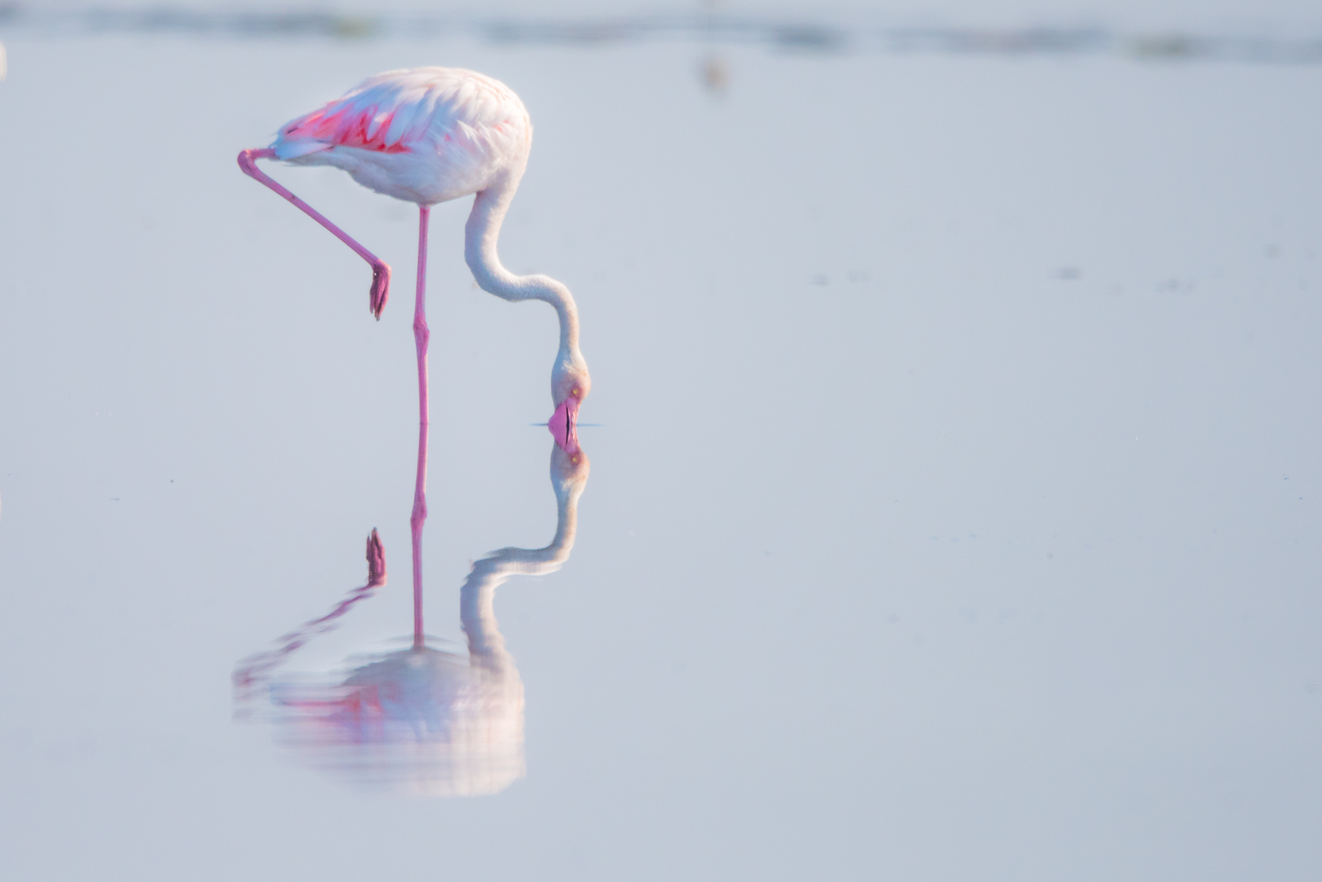 Gediz Deltası 036 - Mustafa Kasapoğlu