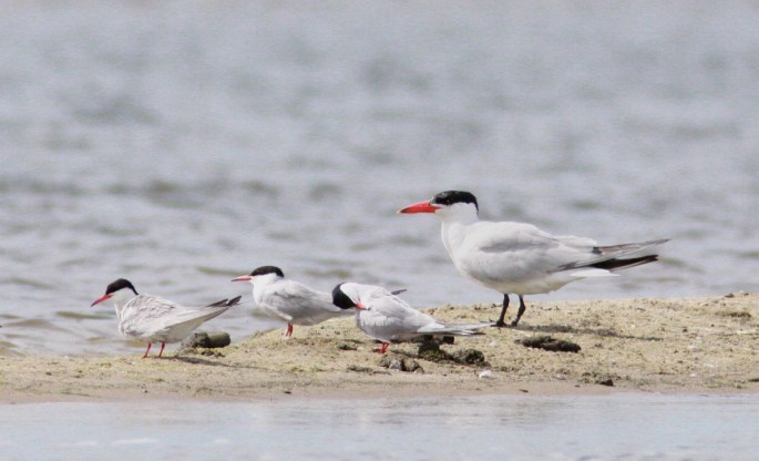 Sterna caspia 4, Reuzenstern, Saxifraga-Mark Zekhuis