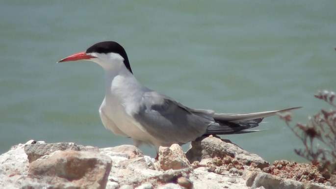 Sumru (Sterna hirundo)