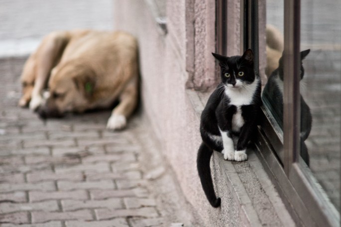 dsc00206-jpg-dogal-yasam-7