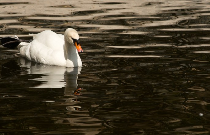 _obn3401-jpg-dogal-yasam-7