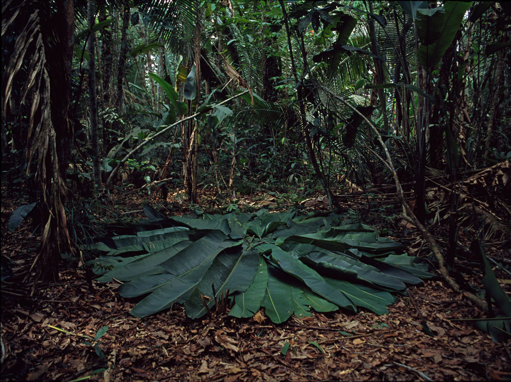 89 A Circle In The Amazon Six Days On The Bank Of The Parana Do Manori Brazil 2016