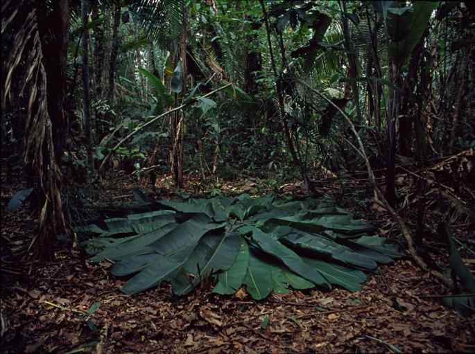 89 A Circle In The Amazon Six Days On The Bank Of The Parana Do Manori Brazil 2016