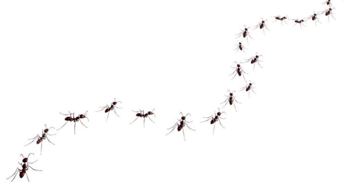 ants-royalty-free-stock-image-image-12022086-e1498836155816